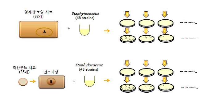 박테리오파지 분리 방법 설명도