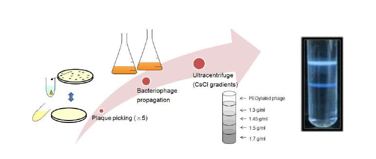 순수 박테리오파지 분리 방법 설명도