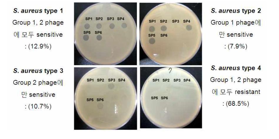 6종의 박테리오파지 lysis에 따른 host strain pattern 분석
