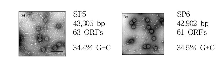 박테리오파지 SP5와 SP6의 전자현미경 사진 및 염기서열 특성