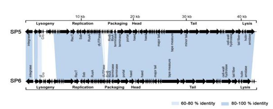 박테리오파지 SP5와 SP6의 총 염기서열의 비교 분석
