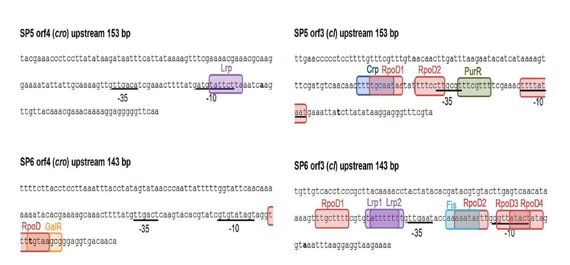 박테리오파지 SP5와 SP6의 CI와 Cro 유전자의 promoter 부분