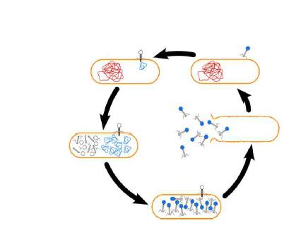 박테리오파지의 life cycle