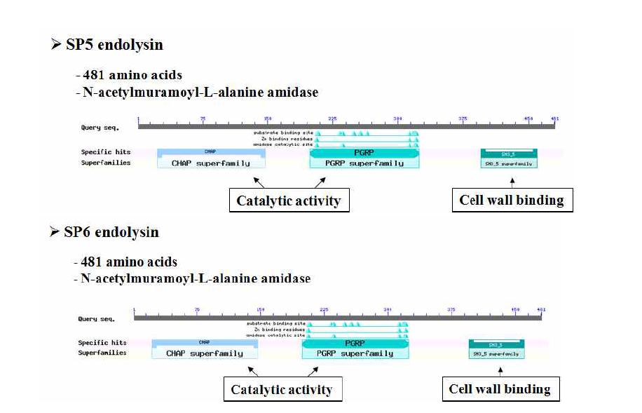 SP5 (위)와 SP6(아래)의 endolysin 유전자 비교 분석