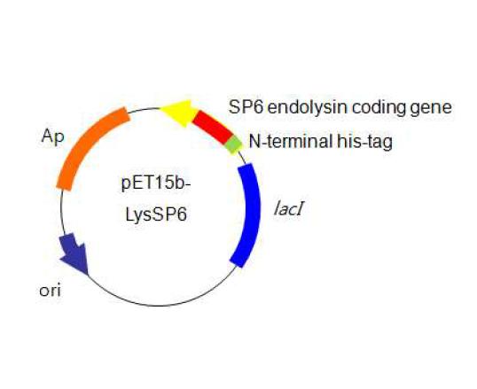 SP6의 endolysin 유전자 클로닝
