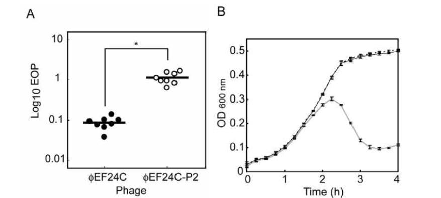 (A) Mutant phage가 WT phage 보다 높은 EOP를 나타냄 (B) WT phage와 mutant phage의 감염정도를 측정한 결과 mutant phage가 보다 강한 inhibition activity를 가짐