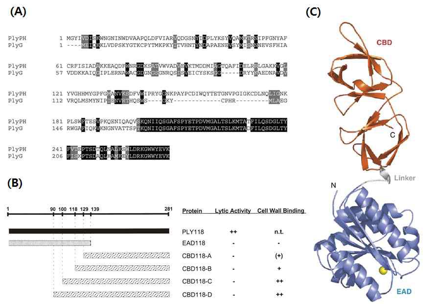 두 개의 endolysin 아미노산 sequence alignment를 통하여 CBD가 conserved 되어 있다는 것을 보여줌 (A), 다양한 길이의 CBD construct를 디자인하여 CBD를 확정하는 그림 (B), Listeria endolysin 단백질의 3차 구조 (C)