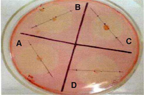 Qualitative plate test of cellulase