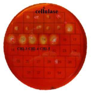 Cellulase activity of yeast isolated from traditional soybean paste