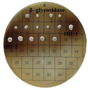 β-glucosidase activity of yeast isolated from traditional soybean paste