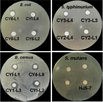 Antibacterial activity of LAB isolated from traditional soybean paste