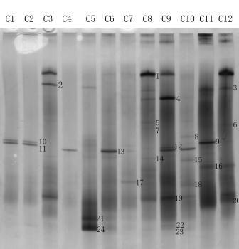 Denaturing gradient gel electrophoresis analysis of polymerase chain reaction-amplified 26s rRNA fragments from Chinese-Korean traditional soybean paste