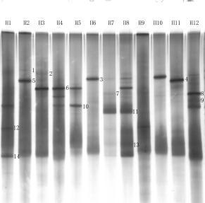 Denaturing gradient gel electrophoresis analysis of polymerase chain reaction-amplified 26s rRNA fragments from Chinese traditional soybean paste