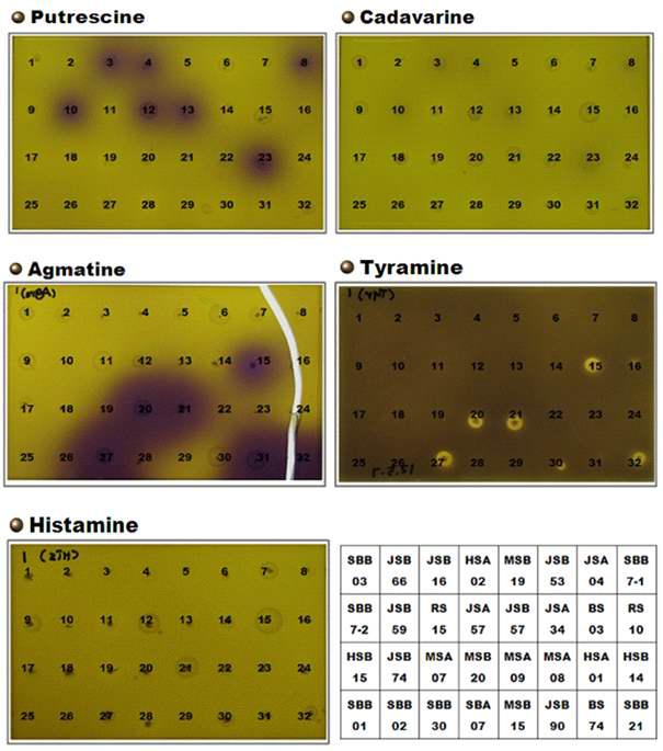 Screening the decarboxylase activityof LAB isolated from soybean pastes on the selective media