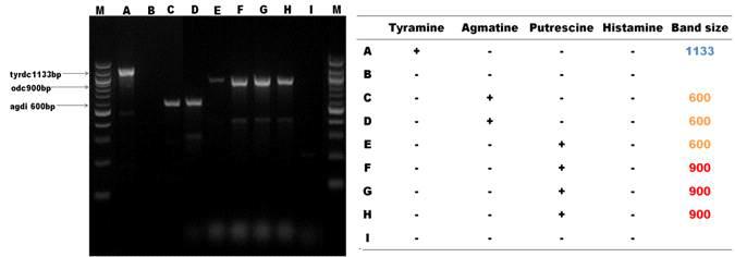 Multiplex PCR confirmation of the decarboxylase genes amplified with the specific primers