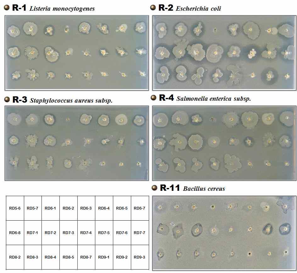 Screening the antibacterial effect of Bacillus isolated from soybean pastes
