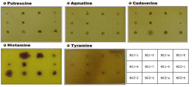 Screening the decarboxylase activity of isolated bacteria from soybean pastes on the selective media