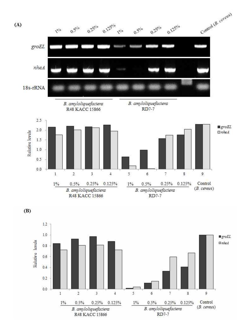 The expression levels of Bacillus cereus spores related genes groEL and nheA mRNAs were determined by RT-PCR (A) and qRT-PCR experiments (B) experiments