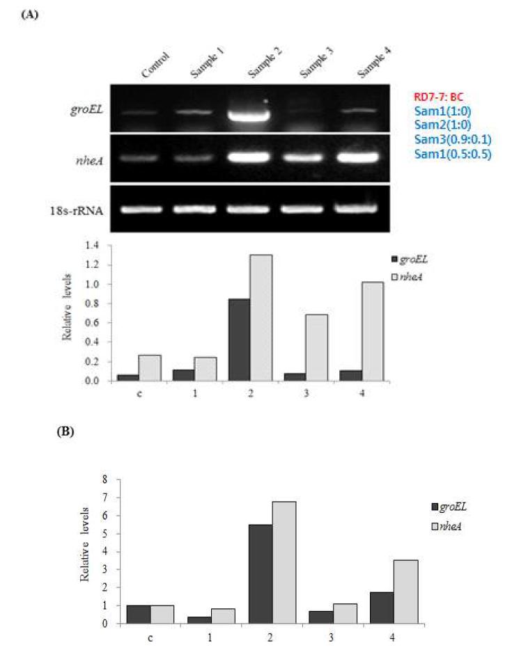 The expression levels of Bacillus cereus spores related genes groEL and nheA mRNAs were determined by RT-PCR from cheonggukjang (A) and qRT-PCRexperiments (B) experiments