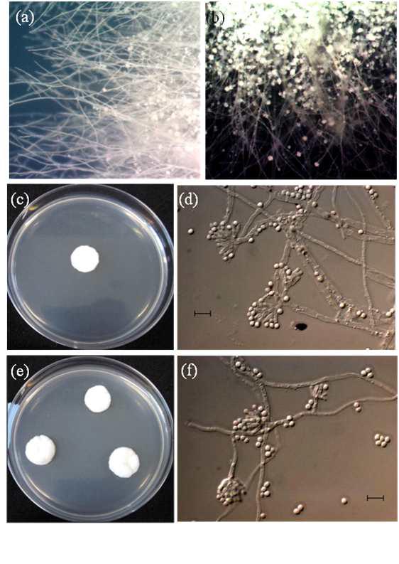 Observation of Aspergillus colonies and microscopic morphologies. a, c, d, A. candidus; b, e, f, A. tritici ; a, b, colonies observed by stereoscopic microscope; c, e, colonies after incubation for 7 days at 25°C on PDA; d, f, conidial heads and conidiophores. Scale bar = 10 μm