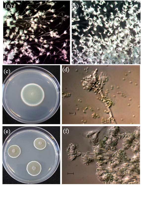 Observation of P enicillium colonies and microscopic morphologies. a, c, d, P . commune ; b, e, f, P . griseofulvum; a, b, colonies observed by stereoscopic microscope; c, e, colonies after incubation for 7 days at 25°C on PDA; d, f, conidial heads and conidiophores. Scale bar = 10 μm