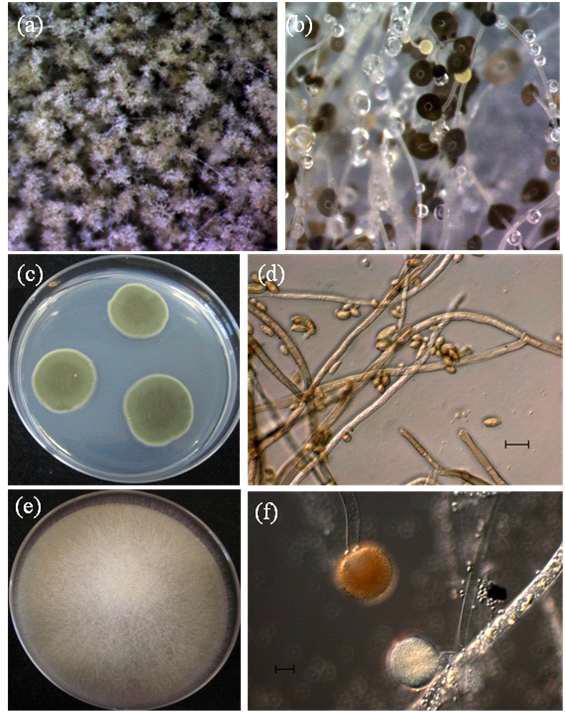 Observation of Cladosporium and Rhizomucor colonies and microscopic morphologies. a, c, d, C. oxyporum; b, e, f, R. variabilis var. regularior. ; a, b,colonies observed by stereoscopic microscope; c, e, colonies after incubation for 7days at 25°C on PDA; d, conidiophores; f, sporangiophores, sporangium, and chlamydospore. Scale bars: d = 10 μm, f = 20 μm
