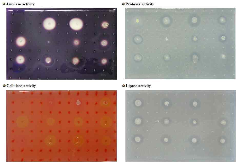 Screening the enzyme activity of Bacillus sp. isolated from soybean pastes
