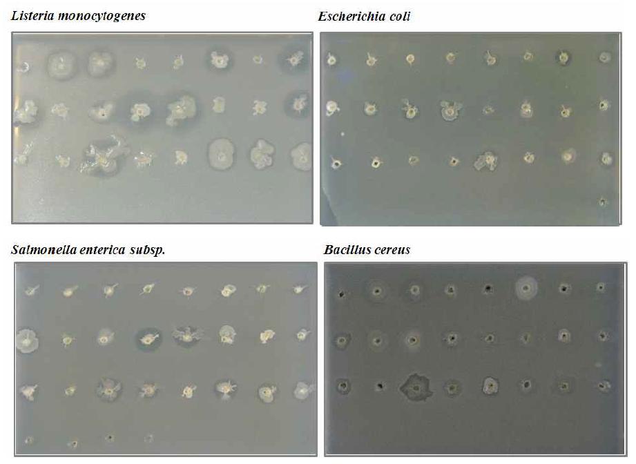 Screening the antibacterial effect of Bacillus sp. isolated from soybean pastes