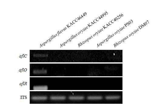 The transcriptional levels of aflatoxin biosynthesis genes aflC, aflO and aflR mRNAs in Aspergillus oryzae PS03 and Rhizopus oryzae DM07strains