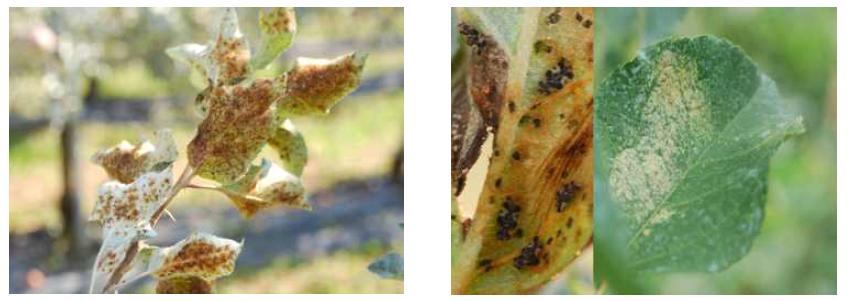 배나무방패벌레 피해잎 뒷면(좌)과 앞면 및 성충(우)