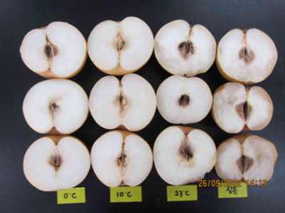 예냉 온도에 따른 상온 유통 과실 (원황, 상온 유통 15일 후)