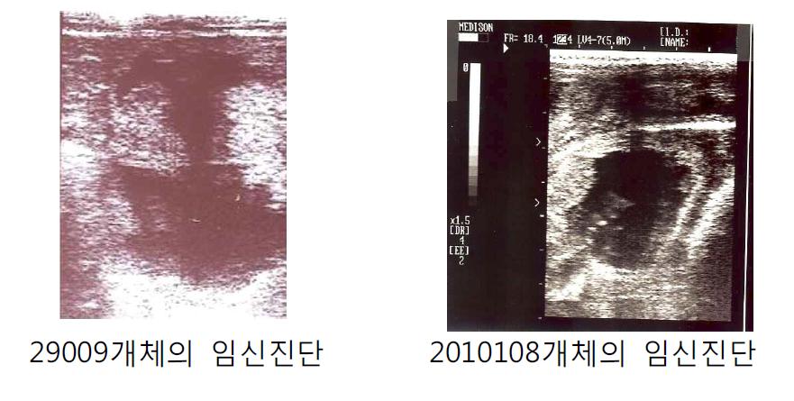 The images of Pregenant fetus with X sperm at embryonic 45 days