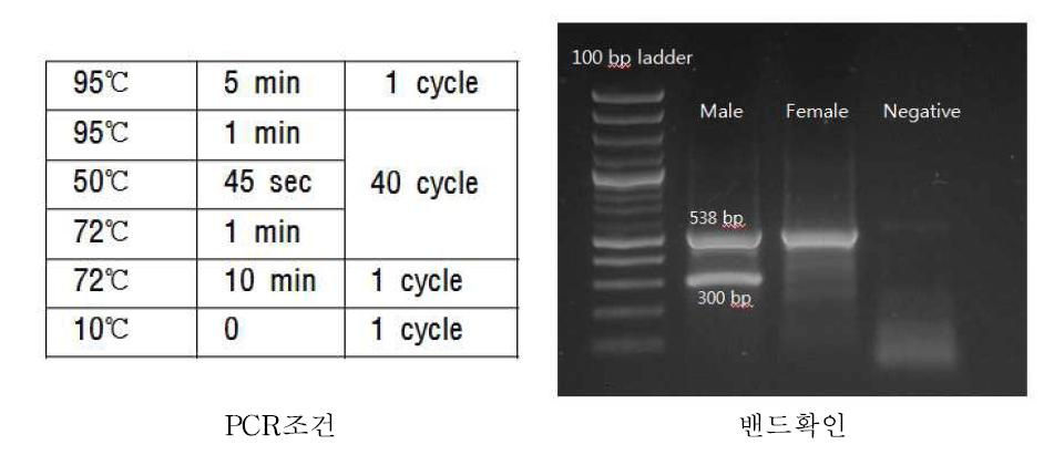 Gel runing DNA image of sexing primers