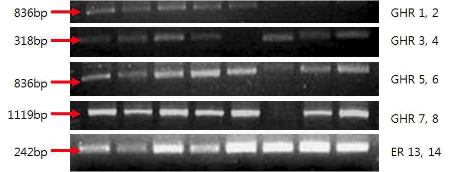 GHR, E2 Receptor SNP영역 PCR증폭 결과