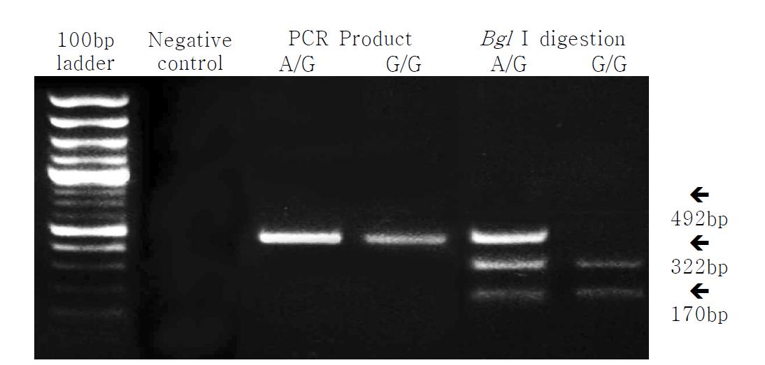 Results of electrophoresis after restriction enzyme digestion in Hanwoo and Holstein.