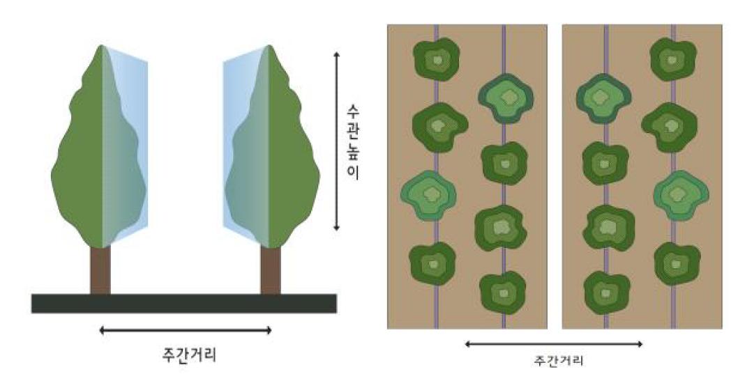 주간거리 및 수관높이의 상세도