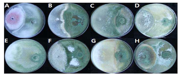 Trichoderma 165-7 균주처리에 의한 주요 식물병원균 억제효과
