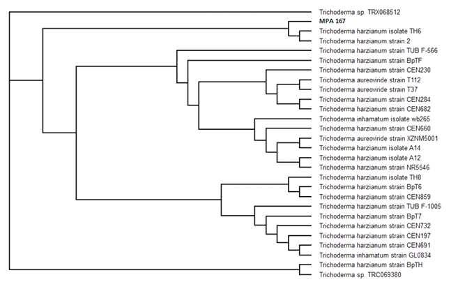 Phylogenetic tree of strain MPA165-7 from analysis of ITS sequences