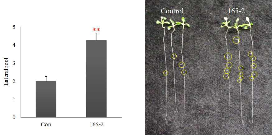 트라이코데르마 165-2 균주 생산 휘발성 생육촉진물질에 의한 애기장대의 측근(Latheral root) 발달 촉진