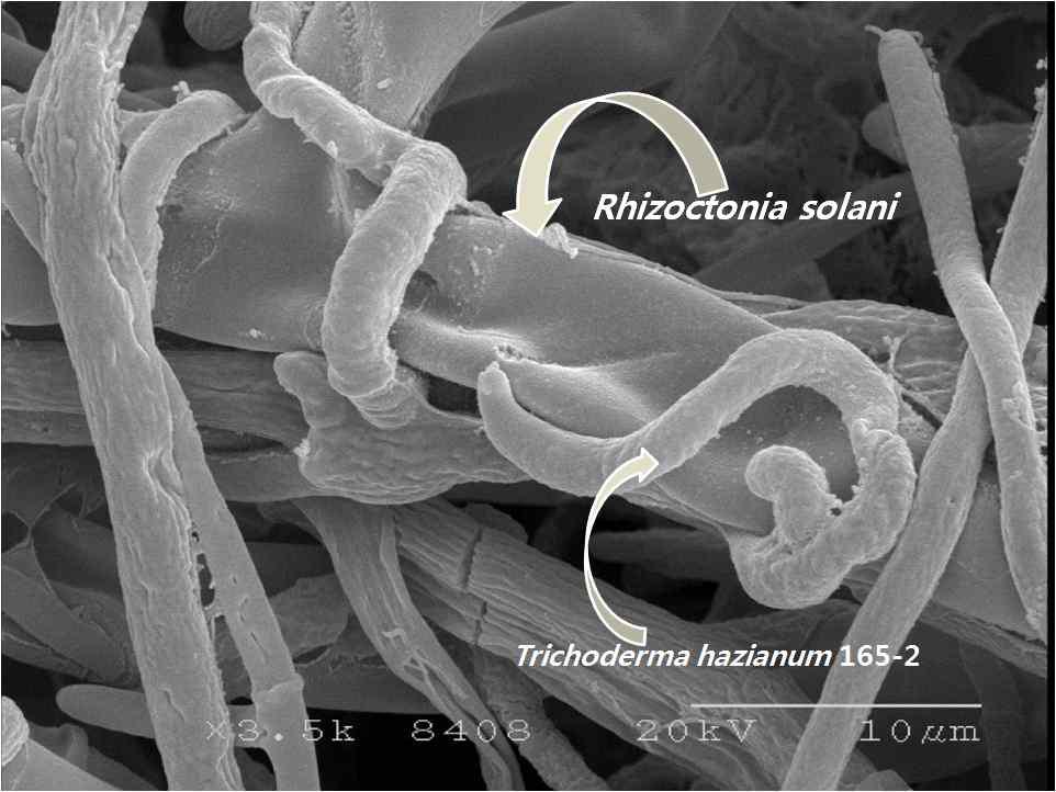 선발 트라이코데르마 하지아눔 165-2 균주에 의한 잘록병균(Rhizoctonia solani) 기생