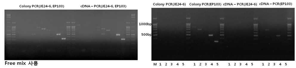 PCR에 의한 JE24-6, EP103 처리에 의한 주요 항생물질 유전자 발현검정