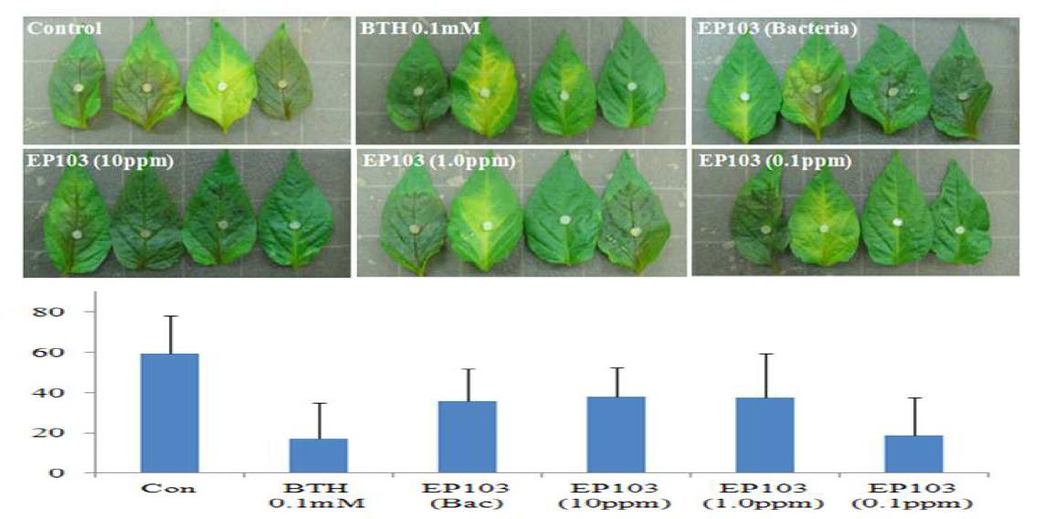 EP103 균주 분리 활성물질(EPS) 처리에 의한 고추 역병 억제효과