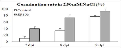 250mM NaCl 농도에서의 EP103 균주처리 고추의 발아율 향상 효과