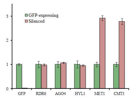 qRT-PCR에 의한 대표적 silencing 관련 유전자의 발현량 비교