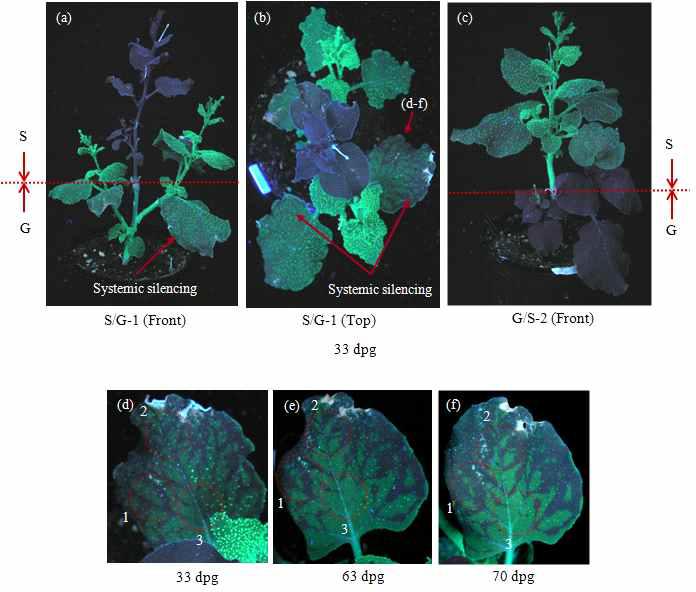 6주 생장식물체에서의 systemic silencing 관찰 및 silencing 지역의 변화