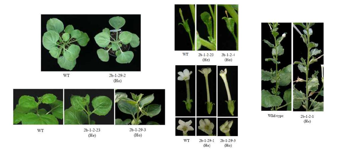 2b 유전자 형질전환체의 잎 생장, 화기구조 및 개화후 낙화 현상