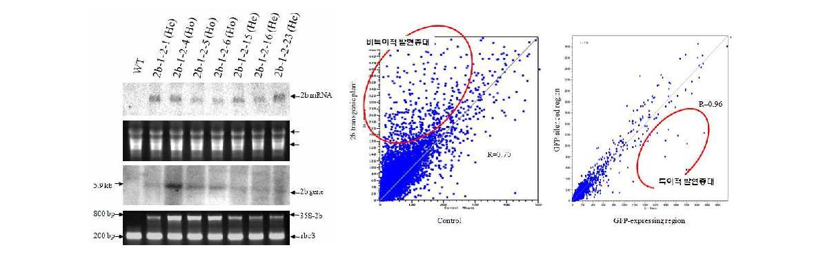 2b 유전자 도입, 발현 검정 및 비특이적 유전자의 발현증대 검정