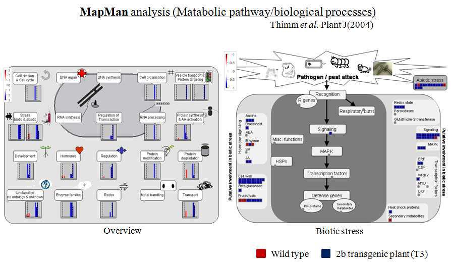 MapMan에 의한 식물세포내 전사체 발현분석 결과