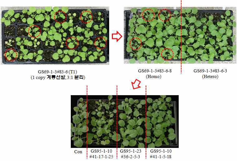 1 copy 도입 형질전환계통의 육성과정(T1∼T3)