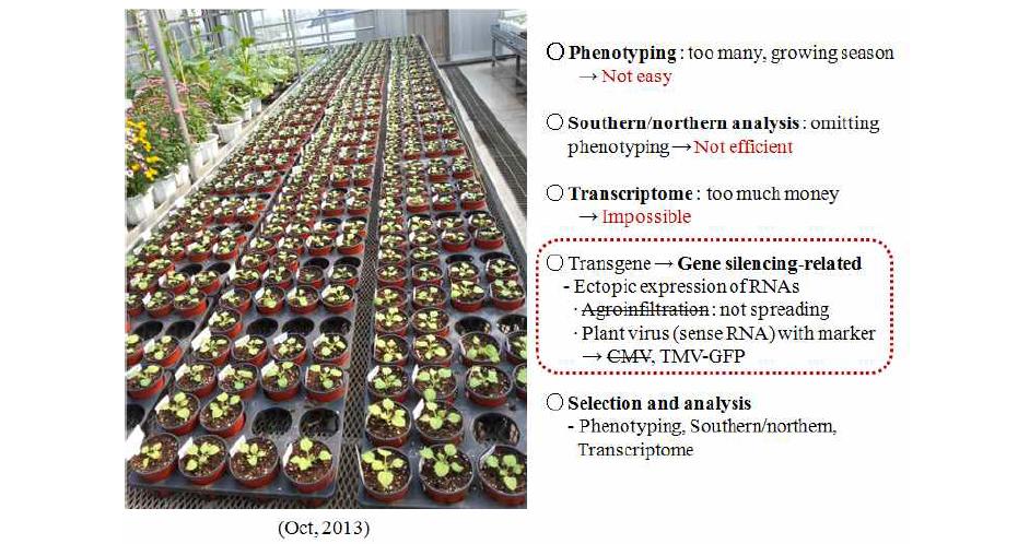 유전적으로 고정된 형질전환체(T3) 및 유전자 기능검정 과정